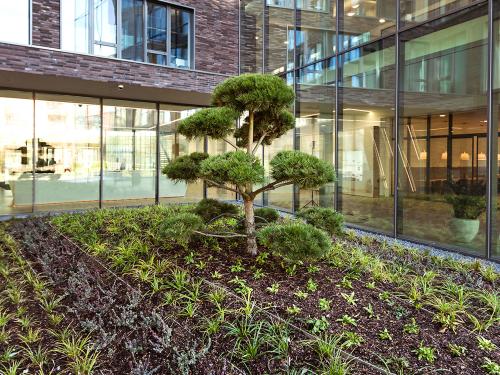 Green courtyard with ornamental tree